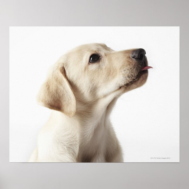 Blonde Labrador puppy sticking out tongue Poster (Front)