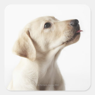 Blonde Labrador puppy sticking out tongue Square Sticker