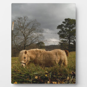 Blonde Miniature Pony / Horse Plaque