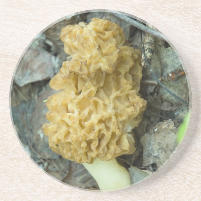 Blonde Morel Mushroom Coaster (Front)