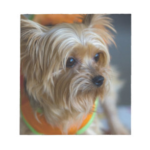 Blonde Yorkshire Terrier Notepad