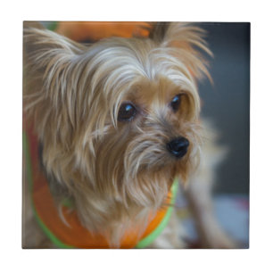Blonde Yorkshire Terrier Tile