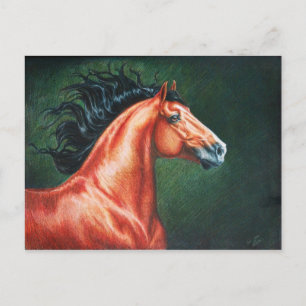 Blood Bay Lusitano Stallion Postcard