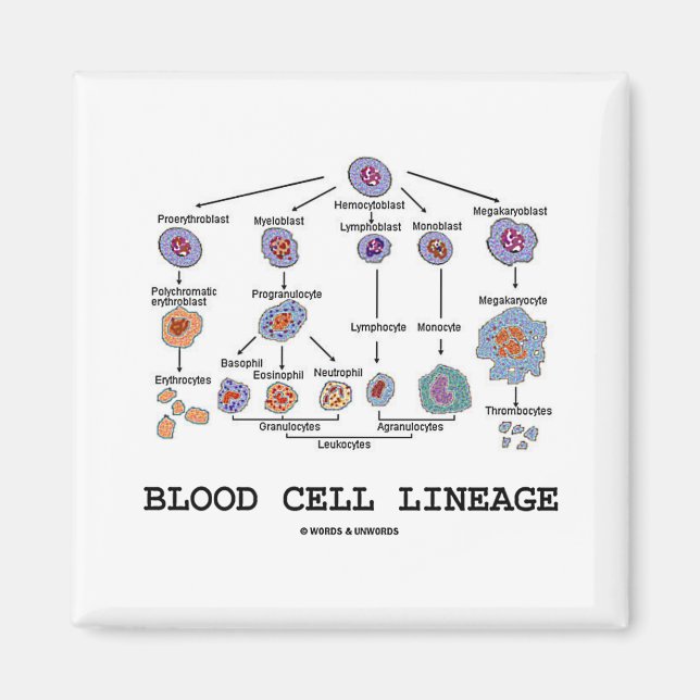 Blood Cell Lineage (Biology Health Medicine) Magnet (Front)