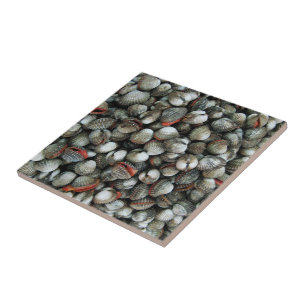 Blood Cockle Shells Tile