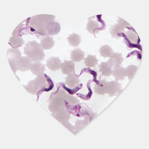 Blood Parasite Trypanosoma Heart Sticker