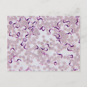 Blood Parasite Trypanosoma Postcard