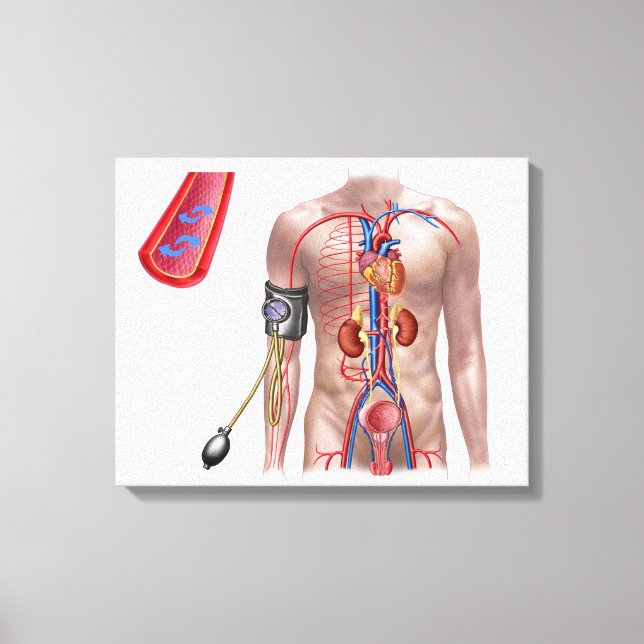 Blood Pressure And Circulatory System Canvas Print (Front)