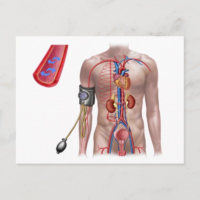Blood Pressure And Circulatory System Postcard (Front)