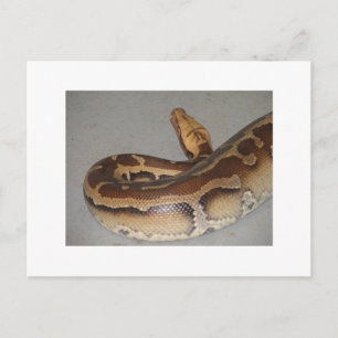 Blood Python Postcard