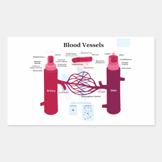 Blood Vessels Arteries Capillaries Veins Diagram Sticker (Front)