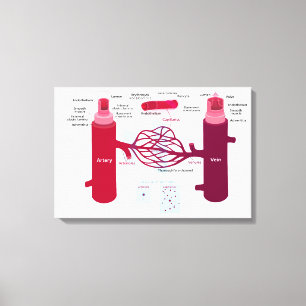 Blood Vessels Diagram Arteries Veins Capillaries Canvas Print