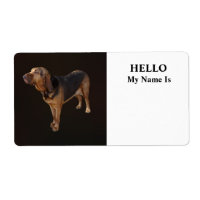 Bloodhound