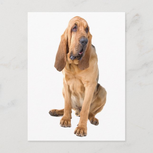 Bloodhound Chien Chien Chien Blank Grey Carte Post (Devant)
