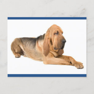 Bloodhound Chien Chien Salutation Carte postale
