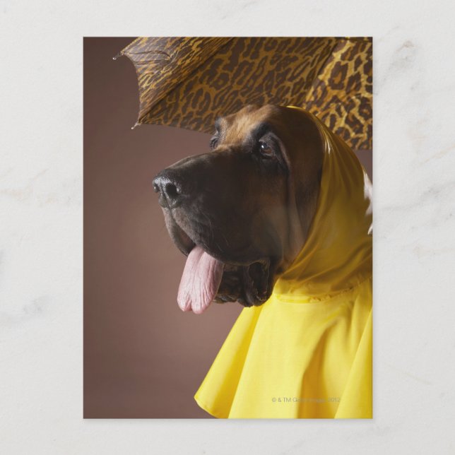 Bloodhound dog. postcard (Front)