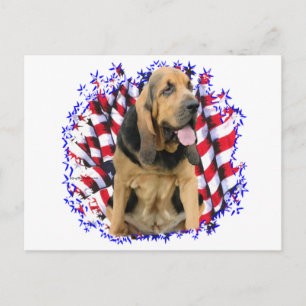 Bloodhound Patriot Postcard