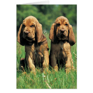 Bloodhound Puppies