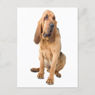 Bloodhound Puppy Dog Blank Greeting Postcard