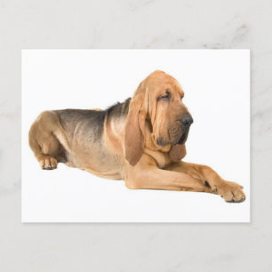 Bloodhound Puppy Dog Greeting Postcard