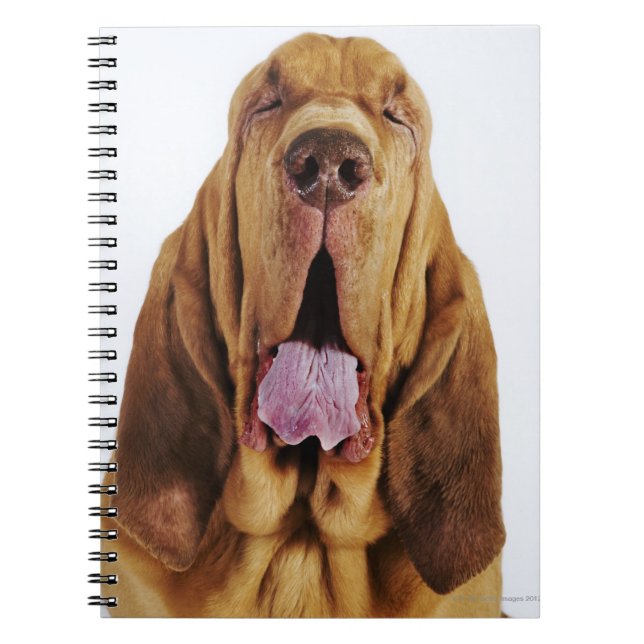 Bloodhound (St. Hubert Hound) with closed eyes, Notebook (Front)