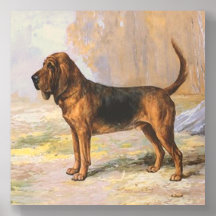 Bloodhound