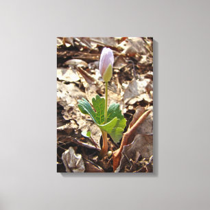 Bloodroot Bud - Harbinger Of Spring Canvas Print