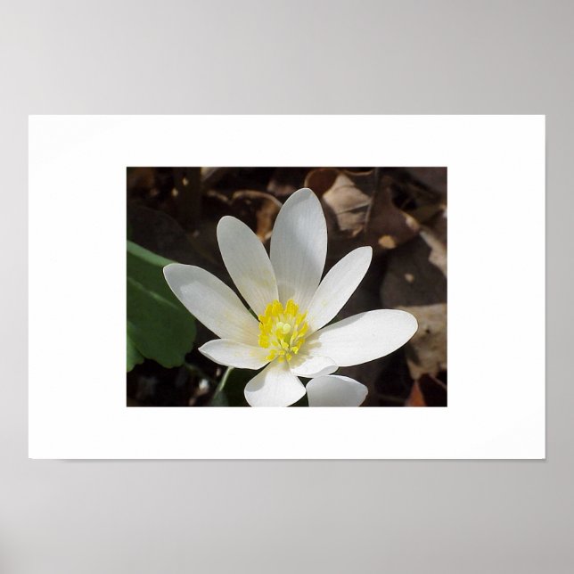 Bloodroot flower poster (Front)