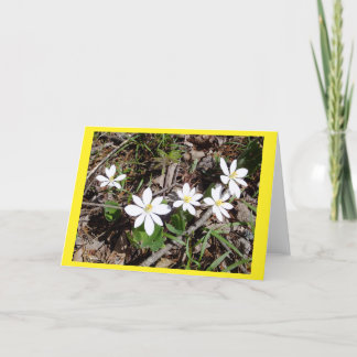 Bloodroot II Blank Note Card