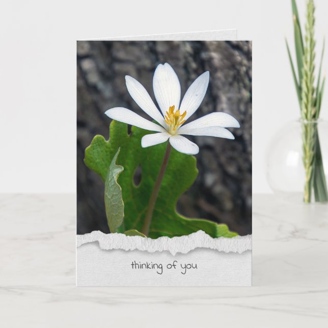 bloodroot wildflower thinking of you card (Front)