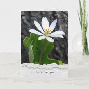 bloodroot wildflower thinking of you card