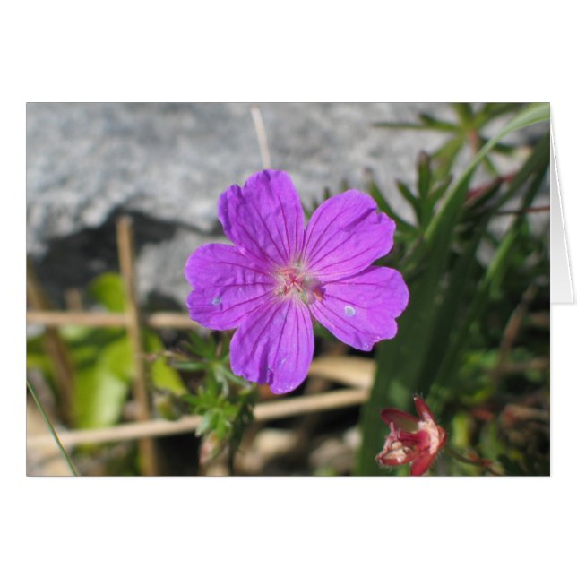 Bloody Cranesbill flower (Front Horizontal)