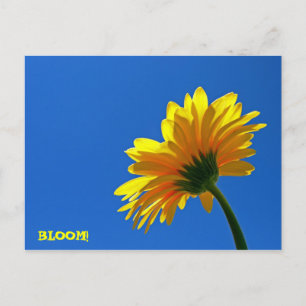 BLOOM ! Carte postale