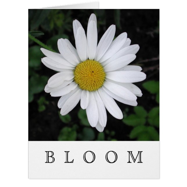 BLOOM Daisy Cards - Blank Inside (Front)