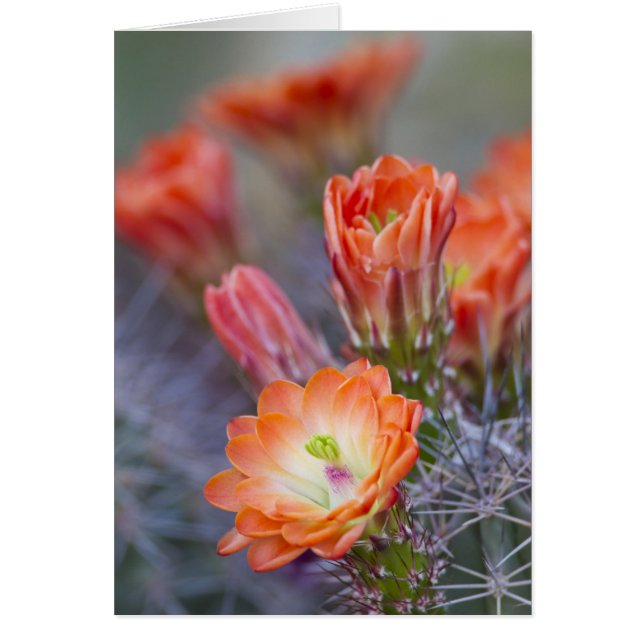 Bloom in Orange (Front)