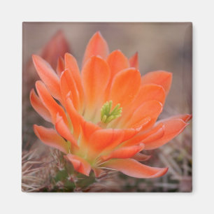 bloom in orange magnet