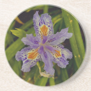 bloom in purple  coaster