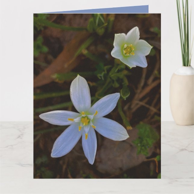 bloom in white  card (Front)