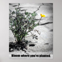 Bloom là où vous êtes planté Poster Motivationnel