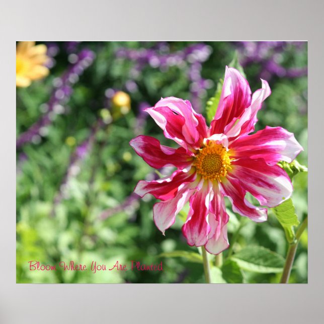 Bloom Où Vous Avez Planté Poster (Devant)