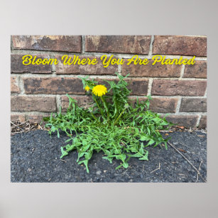 Bloom Where You Are Planted Dandelion Poster