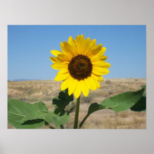 Bloom Where You're Planted - Prairie Flower Print