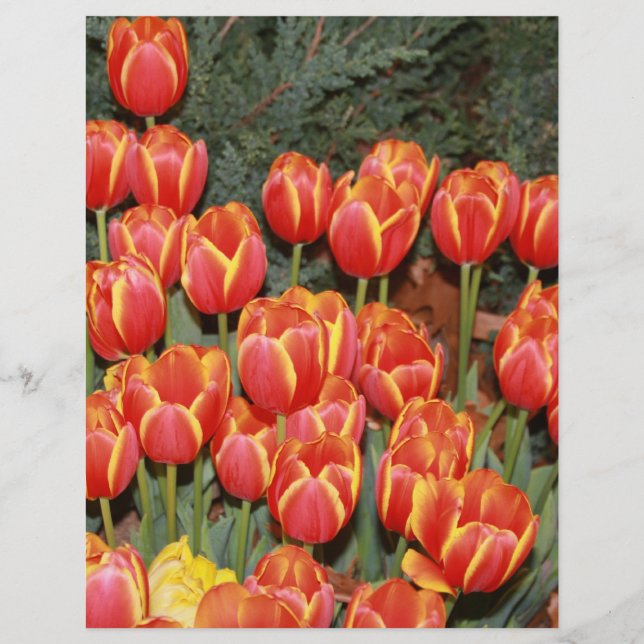 Bloomin' Tulips! Flyer (Front)