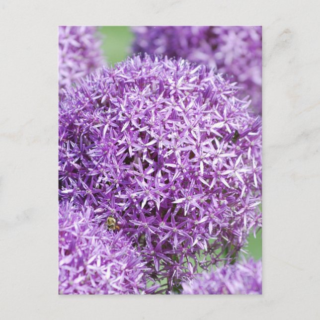 Blooming Allium Flowers  Postcard (Front)