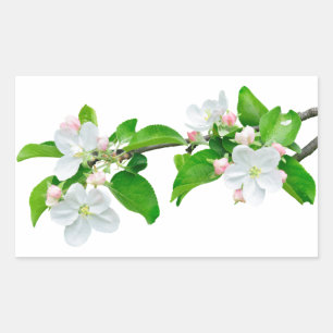 Blooming apple tree branch sticker
