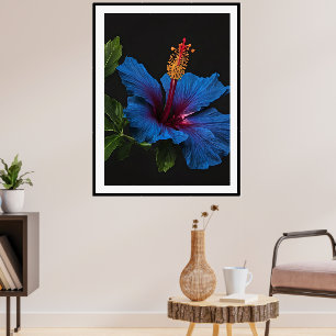 Blooming Blue Hibiscus Flower, Poster
