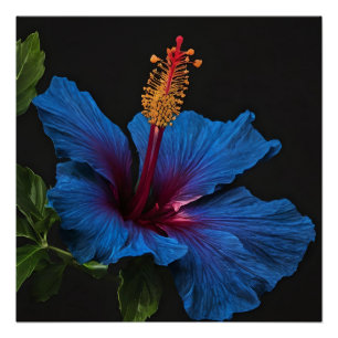 Blooming Blue Hibiscus Flower, Poster