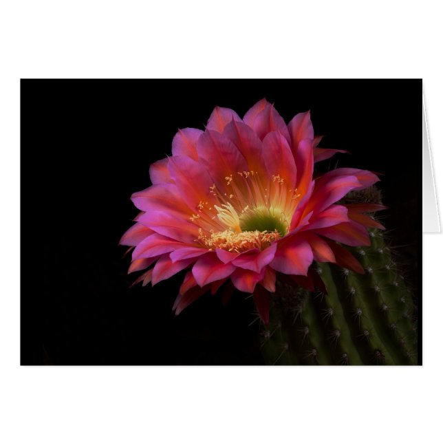 Blooming Cactus delight (Front Horizontal)
