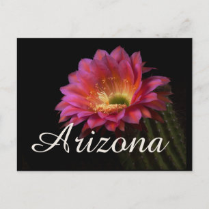 Blooming Cactus Delight, Arizona Postcard