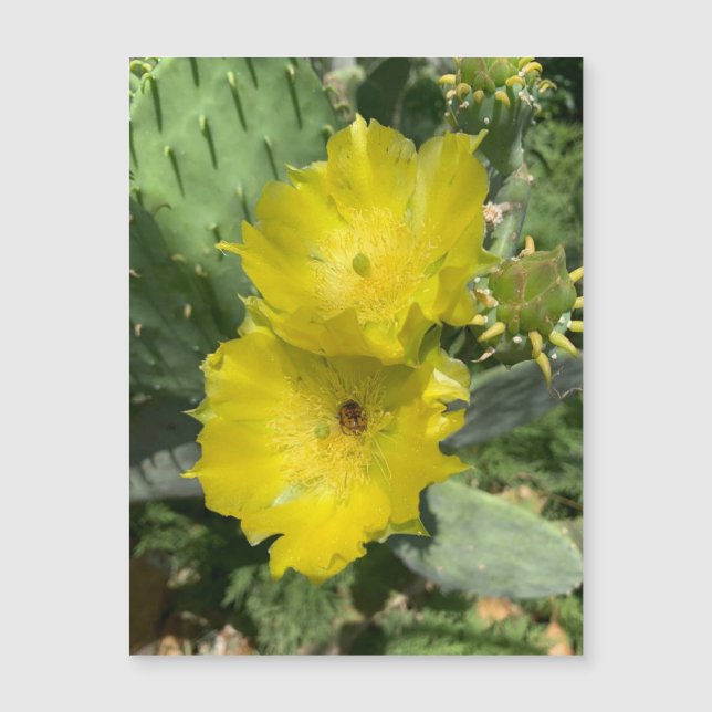 Blooming Cactus Flowers Magnet (Front)
